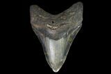 Fossil Megalodon Tooth - North Carolina #98987-1